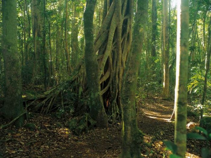 Tullawallal circuit Binna Burra