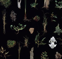 Weswal Gallery - Gold Coast Attractions