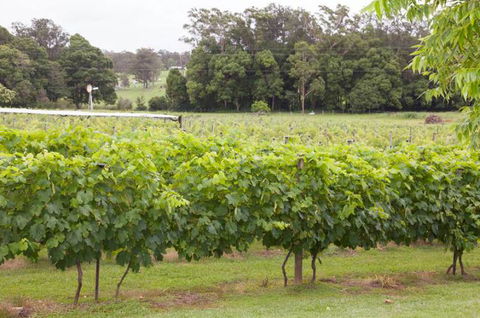 Two Tails Wines - Gold Coast Attractions 2