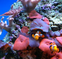 Tropical Marine Centre - Gold Coast Attractions