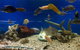 Clearwater Aquariums - thumb 3