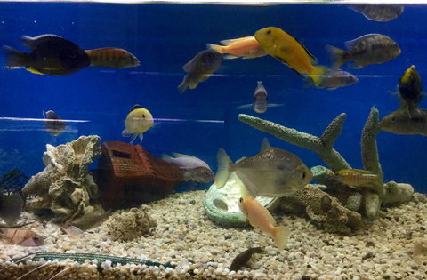 Clearwater Aquariums - Gold Coast Attractions 3