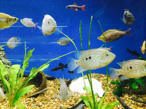 Clearwater Aquariums - Gold Coast Attractions 4