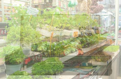 Dapto Markets - Gold Coast Attractions 2