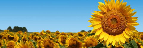 Quirindi Grain And Produce - Gold Coast Attractions 2