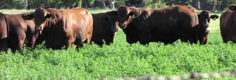 Quirindi Grain And Produce - Gold Coast Attractions 3