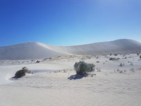 Pinnacles Desert, Koalas And Sandboarding 4WD Day Tour From Perth - Gold Coast Attractions 2