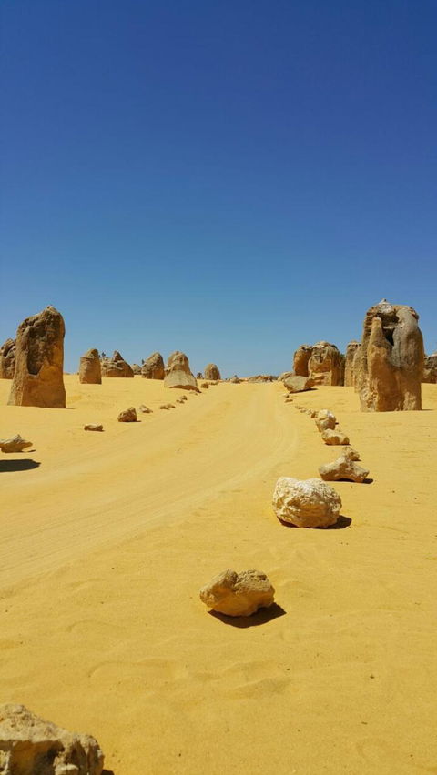 Pinnacles Desert, Koalas And Sandboarding 4WD Day Tour From Perth - Gold Coast Attractions 3