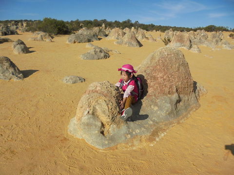 Pinnacles Desert, Koalas And Sandboarding 4WD Day Tour From Perth - Gold Coast Attractions 7