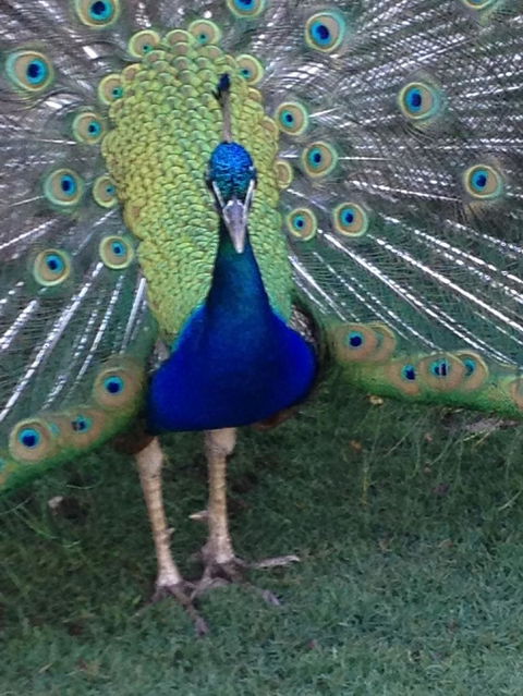 Pinnacles Desert, Koalas And Sandboarding 4WD Day Tour From Perth - Gold Coast Attractions 22