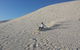 Pinnacles Desert, Koalas And Sandboarding 4WD Day Tour From Perth - thumb 14