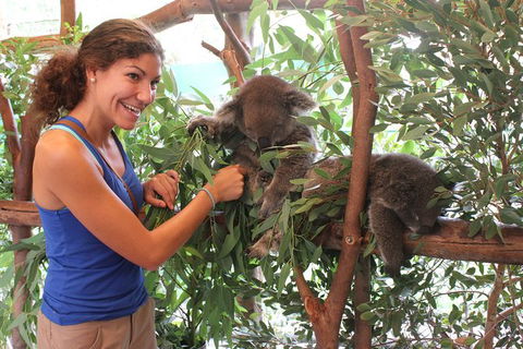 Pinnacles Desert, Koalas And Sandboarding 4WD Day Tour From Perth - Gold Coast Attractions 29