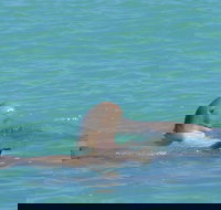 Snubfin Dolphin Eco Cruise from Broome - Gold Coast Attractions