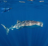 Private Whale Shark or Humpback Whale Swimming Tour - Gold Coast Attractions