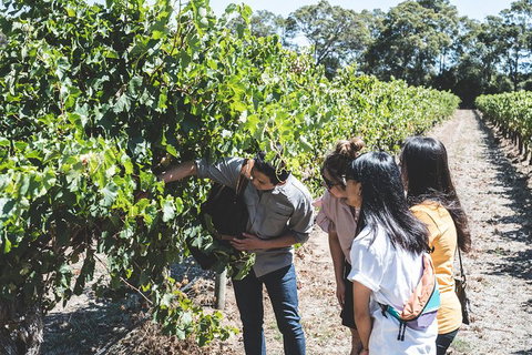 Voyager Estate: Private Winery Tasting Tour In Margaret River With Lunch - Gold Coast Attractions 2
