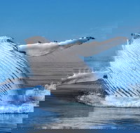 Whale Watching Dunsborough - Gold Coast Attractions