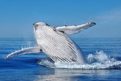 Whale Watching Dunsborough - Gold Coast Attractions 0
