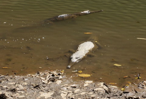 Windjana Gorge And Tunnel Creek 4WD Tour From Broome - Gold Coast Attractions 11