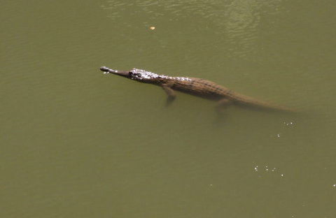 Windjana Gorge And Tunnel Creek 4WD Tour From Broome - Gold Coast Attractions 12