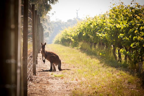 Cape Mentelle Behind The Scenes Tour - Gold Coast Attractions 4