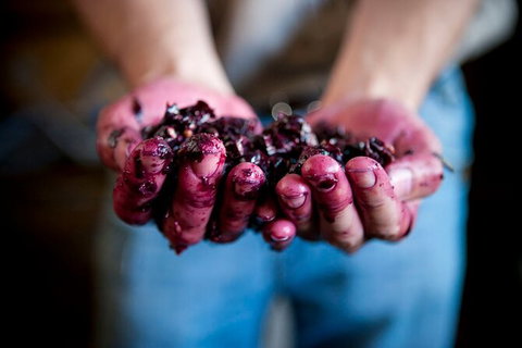 Cape Mentelle Behind The Scenes Tour With Food & Wine Pairing - Gold Coast Attractions 7