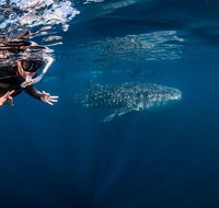Deluxe WhaleShark Swim Tour on the Ningaloo Reef from Exmouth - Gold Coast Attractions
