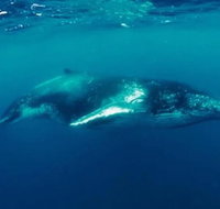 Humpback Whale Swim Tour - Gold Coast Attractions