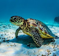 Turtle and Reef Adventure - Gold Coast Attractions