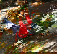 Trees Adventure Lane Poole Park - Treetop  Zipline Experience - Gold Coast Attractions