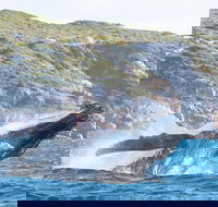 Jet Boat Whale Watching Safari from Dunsborough - Gold Coast Attractions