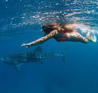 Swim with Whale Sharks - Ningaloo Reef - 3 Islands Whale Shark Dive - Gold Coast Attractions