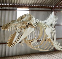 Albany's Whale Story - Gold Coast Attractions