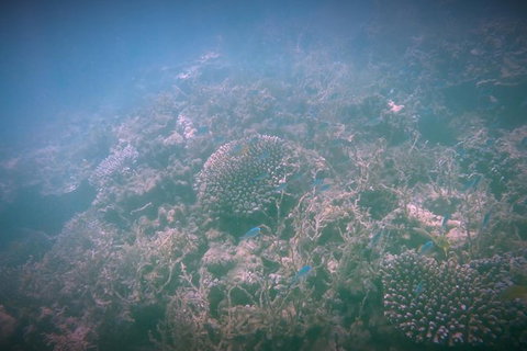 Guided Jet Ski And Snorkel Tour Of Champion Bay - Gold Coast Attractions 1