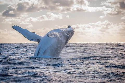 Margaret River Indulge And Discover Day Tour - Gold Coast Attractions 17