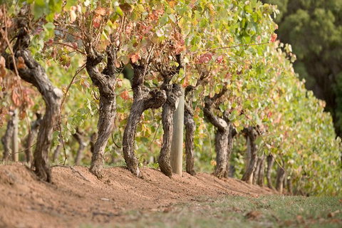 Vasse Felix Winery Tour And Tasting - Gold Coast Attractions 3