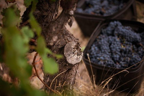 Vasse Felix Winery Tour And Tasting - Gold Coast Attractions 4