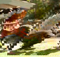 Very Best of Perth Tour - Wildlife Park  City Highlights Tour - Gold Coast Attractions