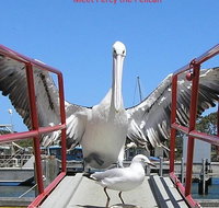 Albany Wildlife and Scenic Cruise - Gold Coast Attractions