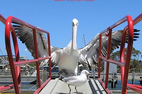 Kalgan Queen Scenic Cruises A Four Hour Sheltered Water Wildlife Tour Daily Fun. - Gold Coast Attractions 4