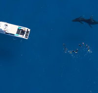 Humpback Whale Swim Ningaloo Reef - Gold Coast Attractions