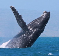 Sunset Cruise Wildlife Watching - Gold Coast Attractions