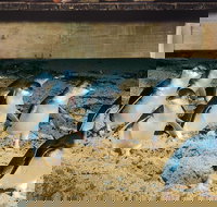 Half Day Phillip Island Penguin Parade PLUS Tour - Gold Coast Attractions