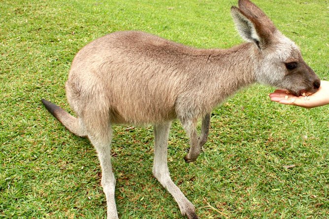 Ventnor VIC Gold Coast Attractions