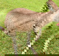 2 Day Exclusively Private Tour Of Phillip Island  The Penguin Parade - Gold Coast Attractions