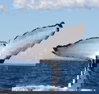 Phillip Island Whale Watching Tour - Gold Coast Attractions