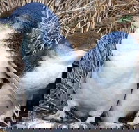 Day Tour of Phillip Island Nature Parks  Penguins - Gold Coast Attractions