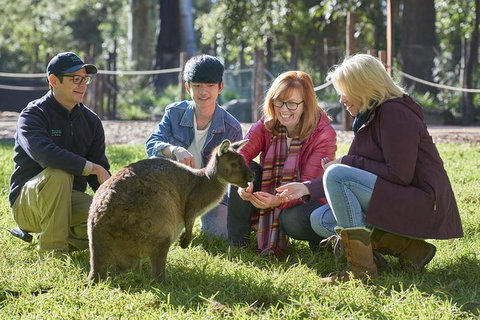 Australian Wildlife Experience At Healesville Sanctuary - Gold Coast Attractions 0