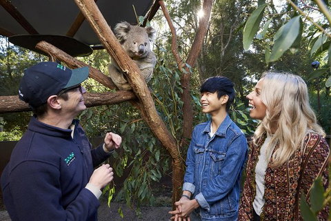 Australian Wildlife Experience At Healesville Sanctuary - Gold Coast Attractions 1