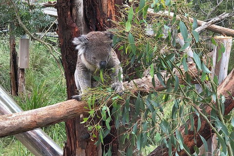 Day Tour Of Phillip Island, The Surrounding Region And Wine Tasting - Gold Coast Attractions 10