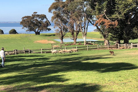 Day Tour Of Phillip Island, The Surrounding Region And Wine Tasting - Gold Coast Attractions 13